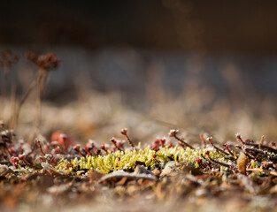 Frozen moss in the morning sun