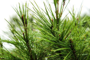 Pine needles with cobwebs and dew drops in the morning