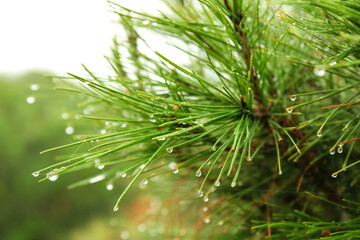 Pine needles with cobwebs and dew drops in the morning