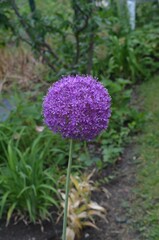 Blooming purple onion, scientific name Allium giganteum