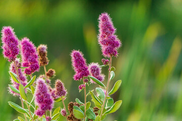 hardhack steeplebush or rose spirea wild pink flower blooming with green background