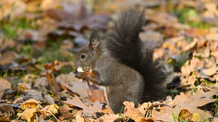 Scoiattolo in primo piano, che cerca cibo tra le foglie autunnali e sui rami degli alberi