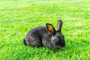 Little black rabbit on the green grass eating in summer Easter celebration beautiful pet animal