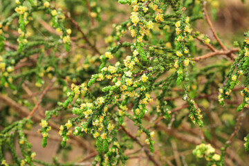 Thymelaea Hirsuta plant in the mountain in Spain
