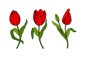 Tulips set. Vector stock illustration eps10. Isolate on white background, outline, hand drawing.