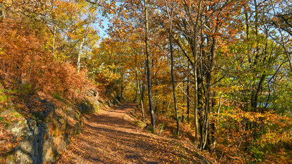 Paesaggio autunnale tra i boschi, con foglie colorate di giallo e arancione