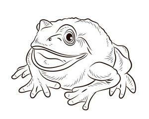
Frog. Black and white image. Coloring book for kids. Isolated, background.