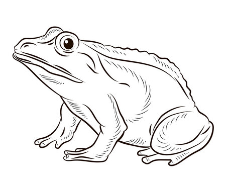 
Frog. Black and white image. Coloring book for kids. Isolated, background.