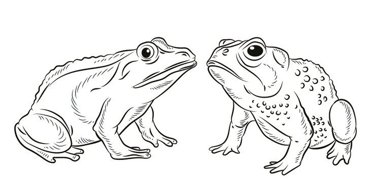 Frog. Black and white image. Coloring book for kids. Isolated, vector.