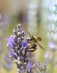 Fototapeta premium Garten-Wollbiene
