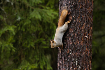 Curious Red squirrel, Sciurus vulgaris climbing upside down on an old Pine tree trunk in Estonian forest. 