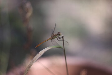 spider on a leaf