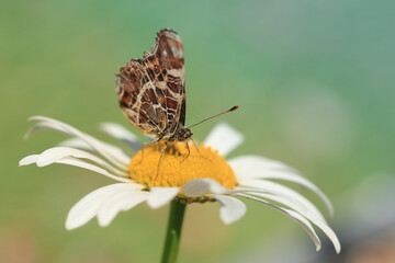 Schmetterling, Landkärtchen