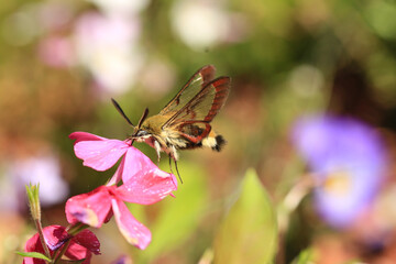 Hummelschw&auml;rmer