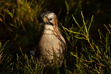Beautiful Eurasian jay, Garrulus glandarius on the ground during a sunny autumn day in Estonian boreal forest.