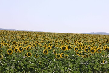 Obraz premium field of sunflowers
