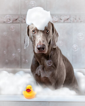 Perro d&aacute;ndose un ba&ntilde;o