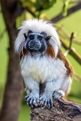 Cotton-top tamarin, Saguinus oedipus, sitting on a tree stump. This New World monkey is endemic to north-western Colombia