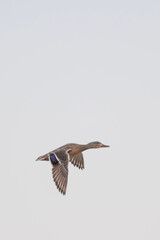 seagull in flight