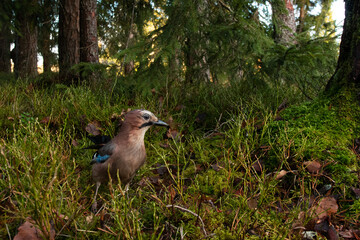 A wide-angle shot of Eurasian jay, Garrulus glandarius in the middle of forest shrubs during late autumn day in Estonia. 