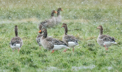 wildgänse im schnee