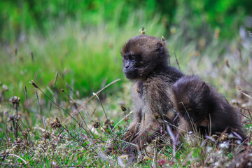 Pictures of Endemic Gelada Baboon Baby, also called bleeding-heart monkey, living in the Ethiopian Highlands only, Simien Mountains, Northern Ethiopia 