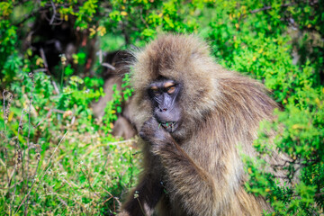 Close up portraits of Endemic Gelada Baboons, also called bleeding-heart monkey, living in the Ethiopian Highlands only, Simien Mountains, Northern Ethiopia 