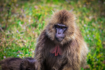 Close up portraits of Endemic Gelada Baboons, also called bleeding-heart monkey, living in the Ethiopian Highlands only, Simien Mountains, Northern Ethiopia 