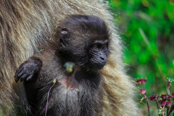 Pictures of Endemic Gelada Baboon Baby, also called bleeding-heart monkey, living in the Ethiopian Highlands only, Simien Mountains, Northern Ethiopia 