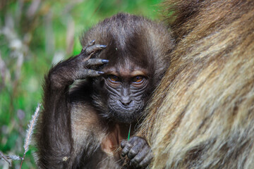Pictures of Endemic Gelada Baboon Baby, also called bleeding-heart monkey, living in the Ethiopian Highlands only, Simien Mountains, Northern Ethiopia 