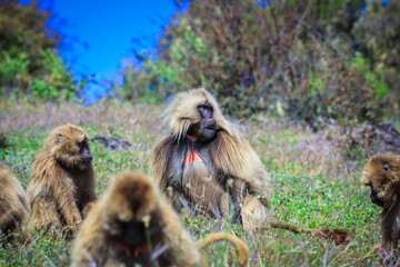 Endemic Gelada Baboons, also called bleeding-heart monkey, eating green grass in the Simien Mountains, Northern Ethiopia 