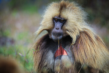 Close up portraits of Endemic Gelada Baboons, also called bleeding-heart monkey, living in the Ethiopian Highlands only, Simien Mountains, Northern Ethiopia 