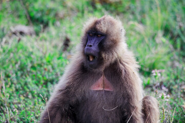 Close up portraits of Endemic Gelada Baboons, also called bleeding-heart monkey, living in the Ethiopian Highlands only, Simien Mountains, Northern Ethiopia 