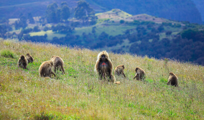 Large Group of Endemic Gelada Baboons, also called bleeding-heart monkey, living in the Ethiopian Highlands only, Simien Mountains, Northern Ethiopia 
