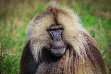 Close up portraits of Endemic Gelada Baboons, also called bleeding-heart monkey, living in the Ethiopian Highlands only, Simien Mountains, Northern Ethiopia 