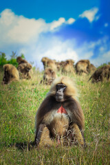 Endemic Gelada Baboons, also called bleeding-heart monkey, eating green grass in the Simien Mountains, Northern Ethiopia 