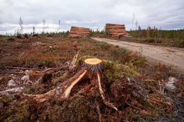 Freshly cut Scots pine stump on a clear-cut area next to a wood pile and a small road in Northern Finland. 