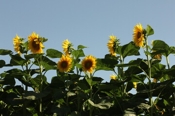 sunflowers in the field