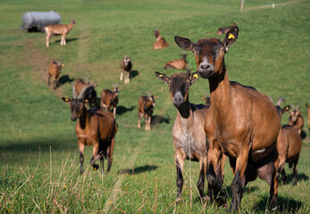 herd of goat