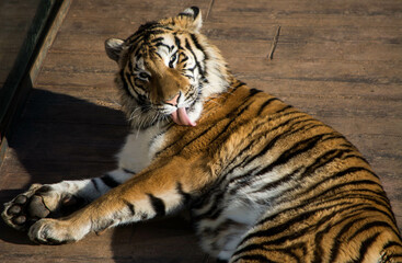 Tigre en la hora de la limpieza