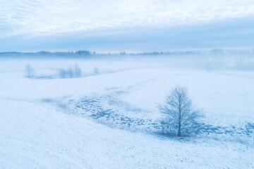 Misty winter landscape with a lonely tree in Estonia, Northern Europe.	