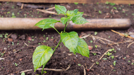 chili tree plant with natural background