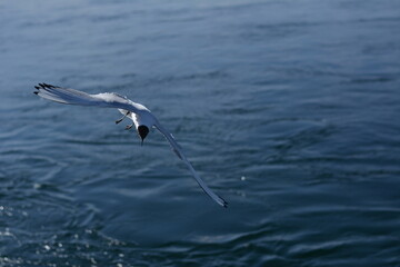 seagull in flight