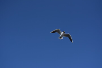 seagull in flight
