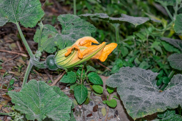 Blossomed pumpkin flower with young bud growing in the jungle