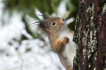 Close-up of a cute Red squirrel climbing on a tree in a snowy boreal forest in Northern Europe. 