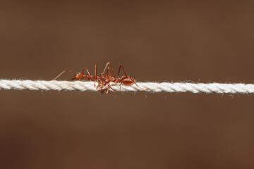 Red ants on the white rope with brown nature background,close up