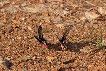 Two monarch butterflies foraging on the ground