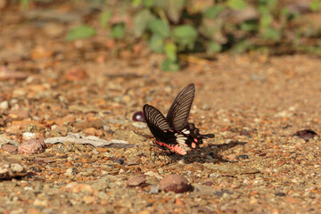 Fototapeta na wymiar Monarch butterflies foraging on the ground