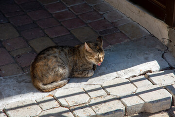 Fototapeta premium grey cat basking in the shade from the hot sun
